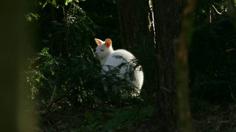 De witte kangoeroe verstopte zich in de bosjes. Foto: Alexander Vingerhoeds