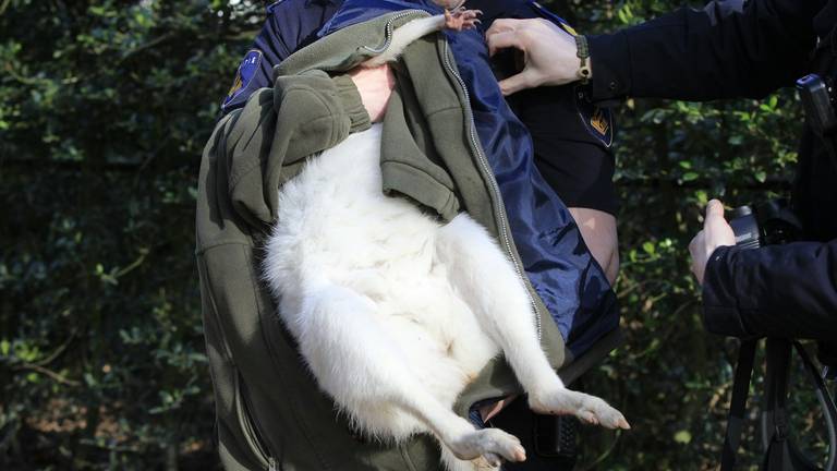 De witte kangoeroe is gevangen. (foto: Alexander Vingerhoeds)