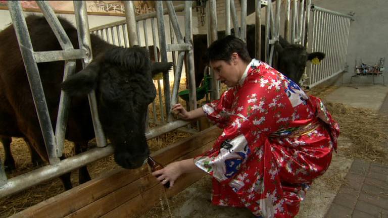 Japanse koeien in Wanroij krijgen massage en bier