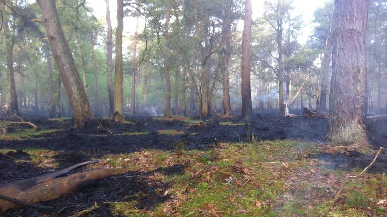 De schade aan het Mastbos in Breda door brand is bij daglicht duidelijk zichtbaar