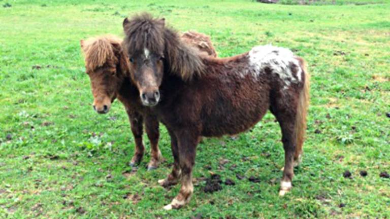 Voorwaardelijke boete voor Toon Sprangers