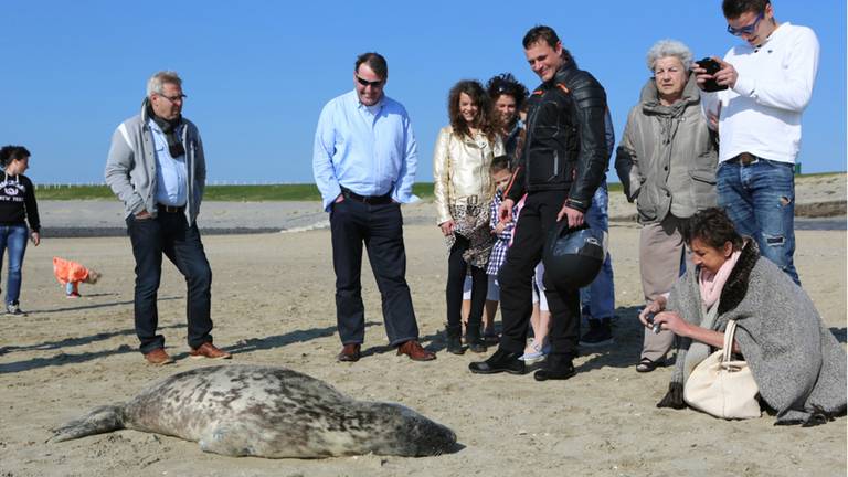 Zeehond Happie uit Thoolse wateren gehaald vanwege te grote belangstelling