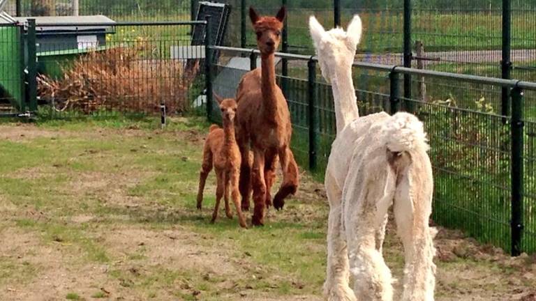 Pasgeboren alpaca in Tilburg voor het eerst naar buiten