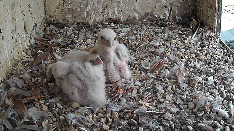 Slechtvalkjes, enkele dagen uit het ei. (beeld: webcam ASML-toren)