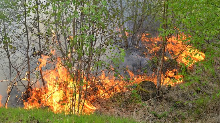 Natuurbrand bij Oisterwijk. (foto: Toby de Kort)