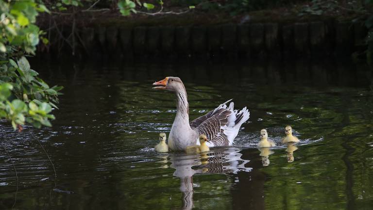 Omroep Brabant