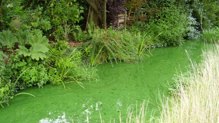 Blauwalg in stadswater Het IJzeren Kind.