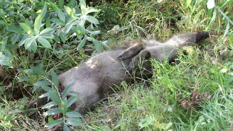 Er zijn naar schatting minimaal 400 wilde zwijnen in Brabant. (Foto: Harry Grijseels/SQ Vision)