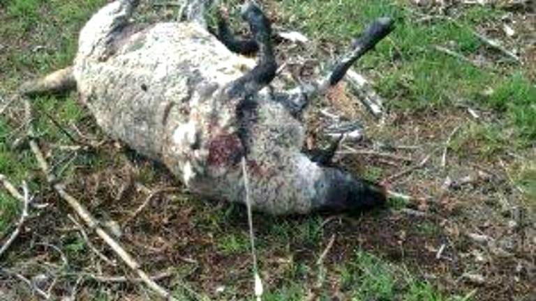 Schaap doorboord in Best (foto: Dierenpolitie Oost-Brabant)