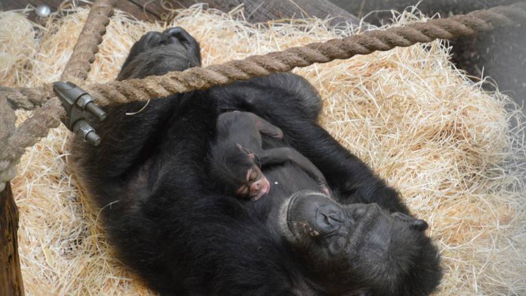 Moeder Centa met haar jongste telg (Foto: Safaripark Beekse Bergen/Libéma)