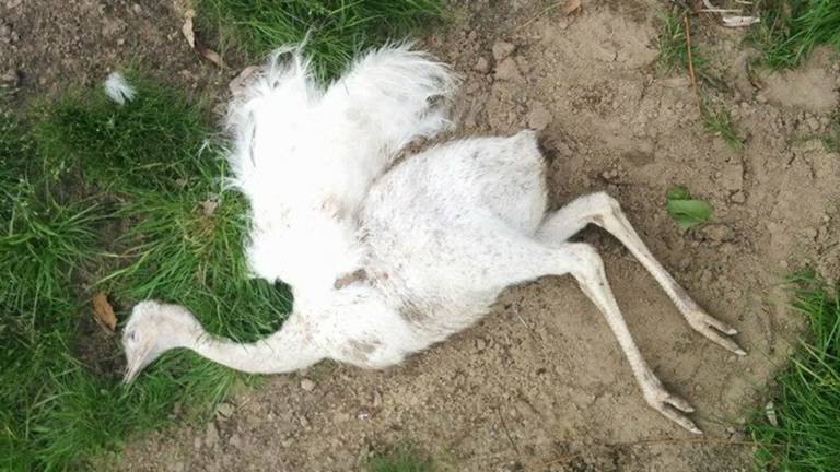 Beloning voor tip die leidt naar dierenbeul die Nandoekuikens doodschoot