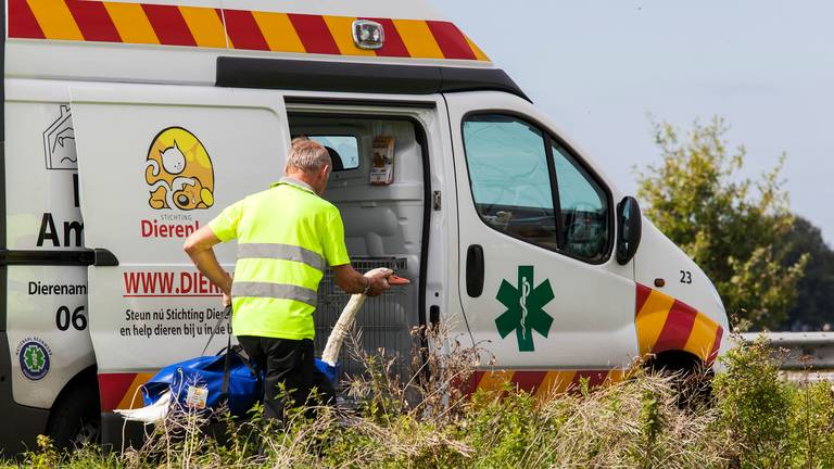 De zwaan werd naar de Vogelopvang gebracht