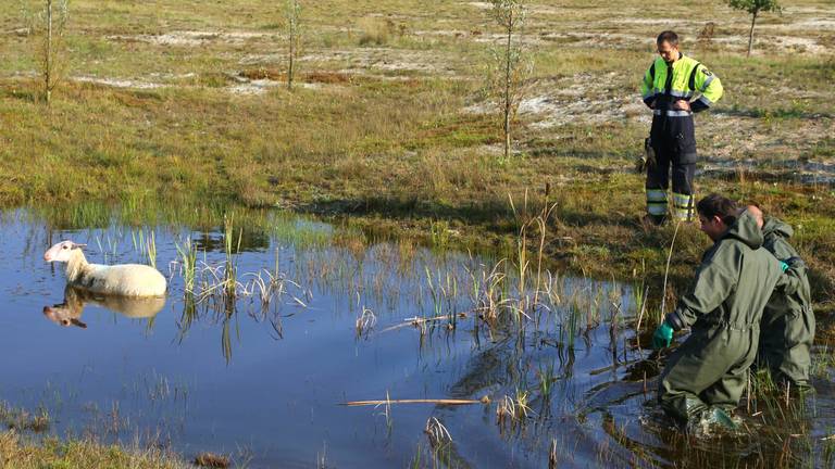 Schaap te water (foto: AS Media)