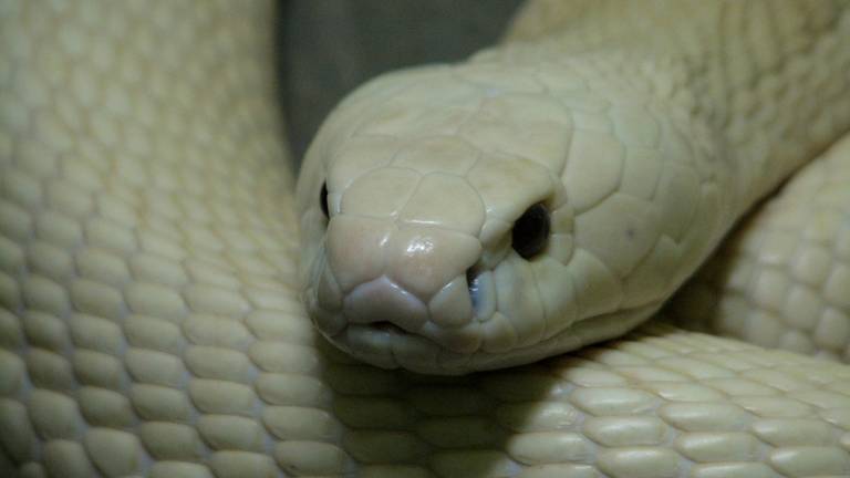 Een Kaapse cobra (foto: Flickr/vinodmurali)