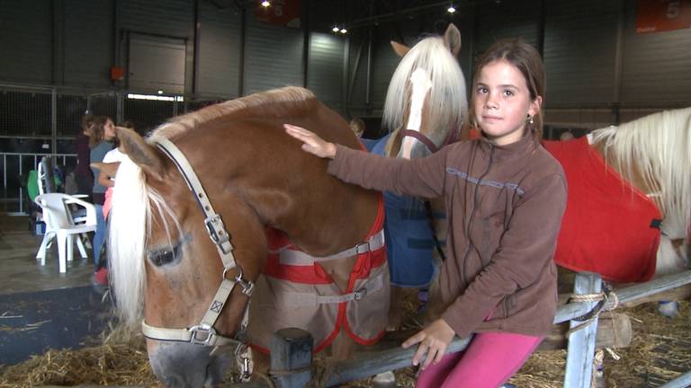 Duizenden bezoekers verwacht bij groot trekpaarden evenement in de Brabanthallen