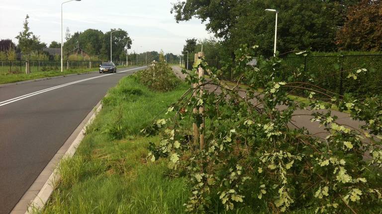 Vernielden eikenbomen in Someren (foto: Tonnie Vossen)