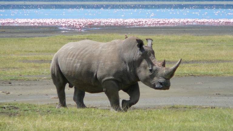 De neushoorn wordt nog steeds bedreigd (foto: archief Dutch UAS-team)
