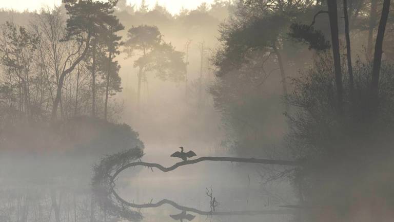 De winnende foto, gemaakt door Bas van Laarhoven