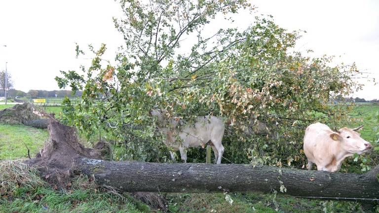 Omroep Brabant