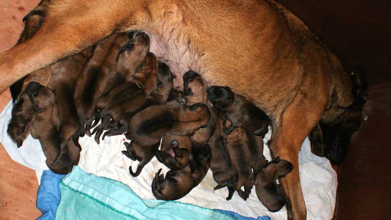 Grijpen Groot universum Claire Criminelen opgepast! Politiehond Tika uit Zeilberg krijgt 18 pups: 'Tijdens  het tellen schrokken we' - Omroep Brabant