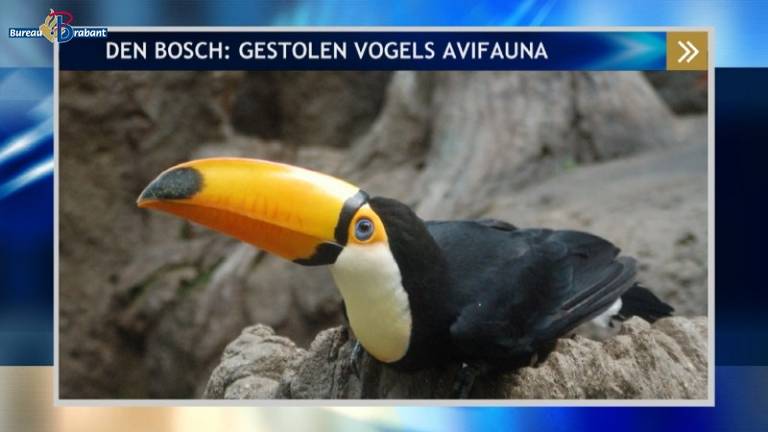 Een van de zeldzame vogels die werd meegenomen bij AvifaunaEen van de zeldzame vogels die werd meegenomen bij Avifauna