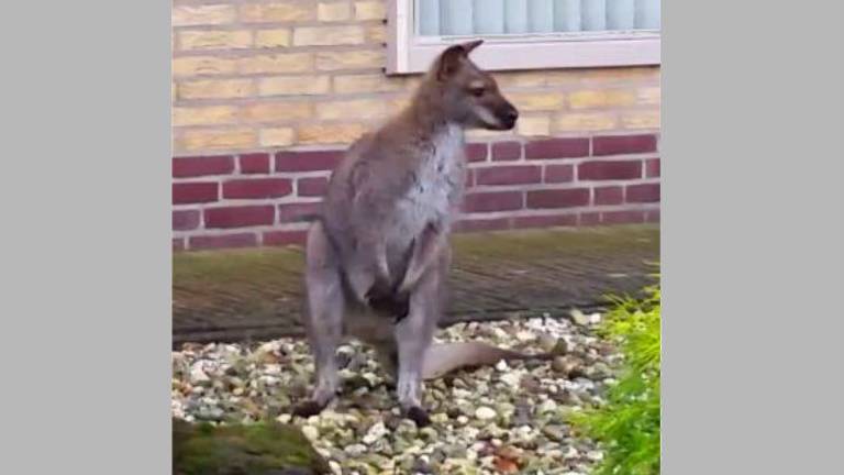 De gevonden wallaby komt uit Heeswijk-Dinther (Foto: Dierenpolitie) 