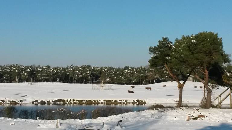 Beekse Bergen Is Vogels Kwijt Na Instorten Voliere Safaripark Zondag Dicht Omroep Brabant