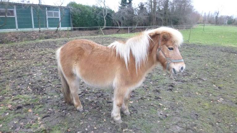 Achteraf bleek het niet om deze pony te gaan (foto: Dierenbescherming/Twitter)