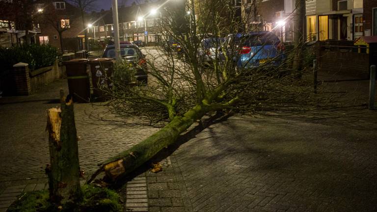In de Leeuwerikstraat in Breda waaide een boom om. (foto: Alexander Vingerhoeds/Obscura Foto)