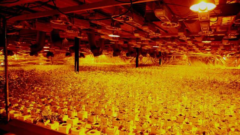 In de kwekerij stonden 33.000 planten (foto: Bart Meesters)