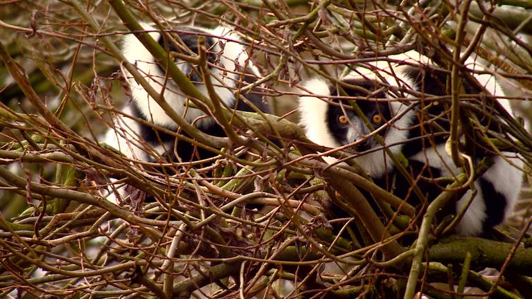 Meer interesse Zoo Parc Overloon
