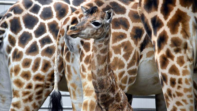 Foto: Safaripark Beekse Bergen