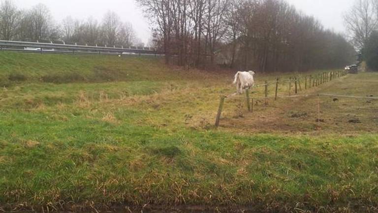 De koe (foto: Twitter/politie Leende)