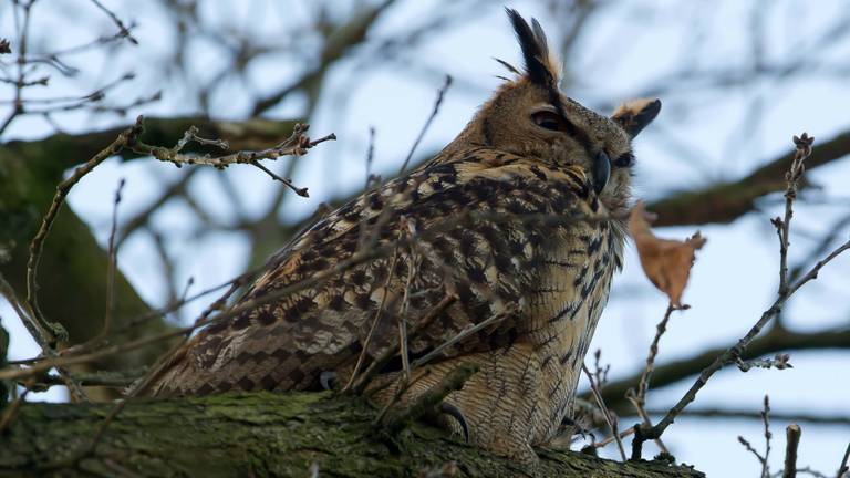 Deze oehoe is twee dagen geleden gespot in Volkel