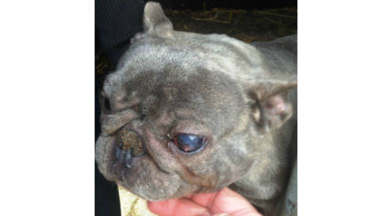Een hond is blind geworden na een onbehandelde oogontsteking. (foto: Politie)