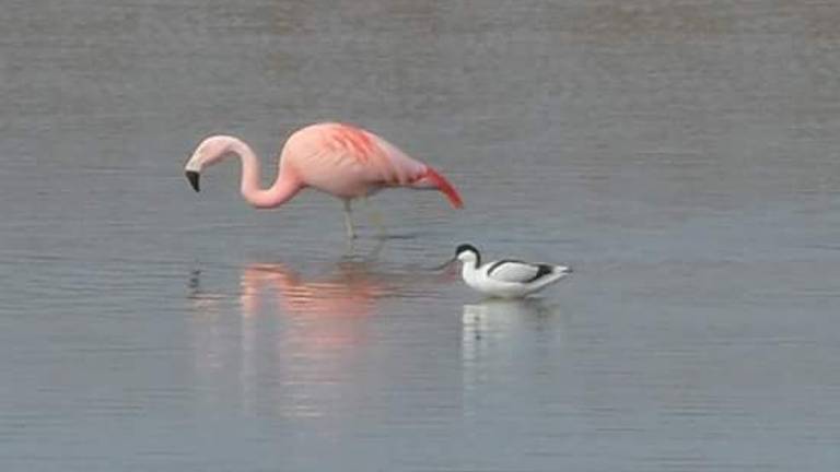 Vol verbazing wordt de flamingo in Rosmalen bekeken