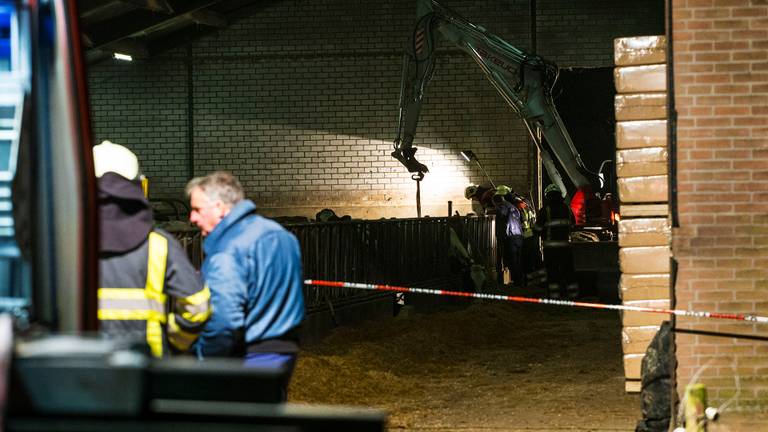 Koeien in put in Boxtel (foto: SQ Vision).