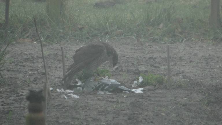 Een sperwer (foto: An Roelen)