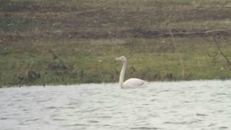 De nieuwkomer in de Biesbosch (foto: Joey Braat)