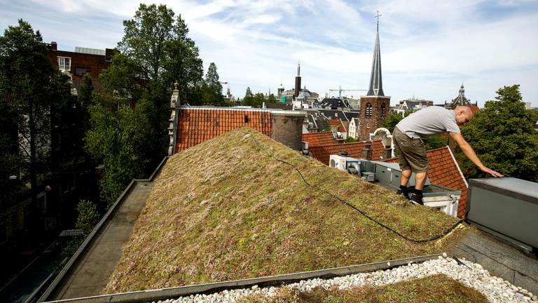In Amsterdam zijn de groene daken al een feit (foto: ANP)