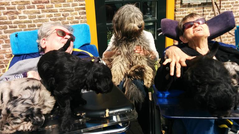 pedaal leerplan Diverse Zeldzame Bergamasco-puppies geboren bij gehandicapten in Thomashuis Andel:  'Ze knuffelen wat af' - Omroep Brabant