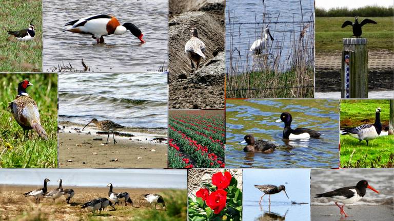 Omroep Brabant