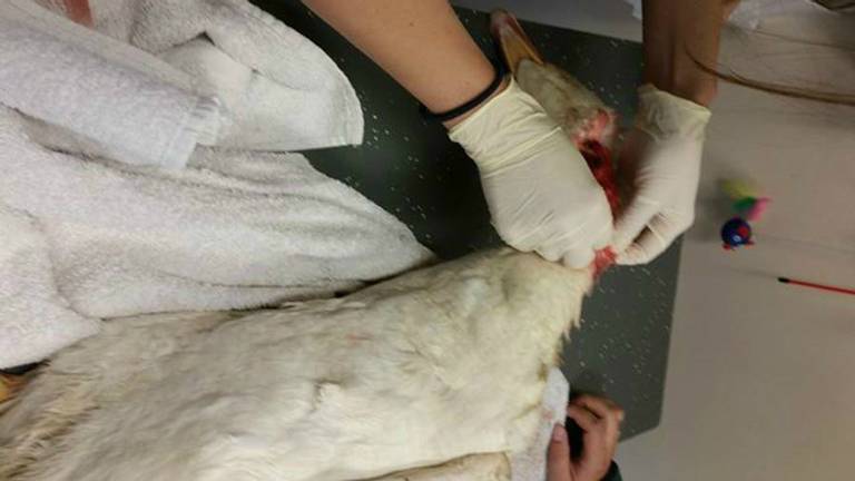 De gans die maandag is doodgebeten (foto: Politie Helmond/Facebook)