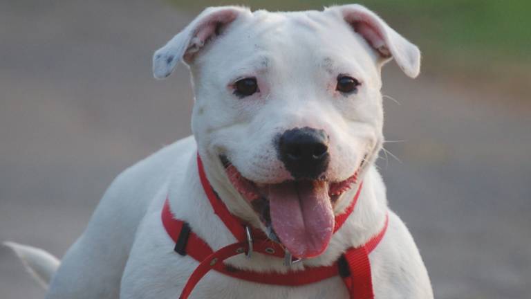 Een staffordshire-bulterriër (archieffoto)