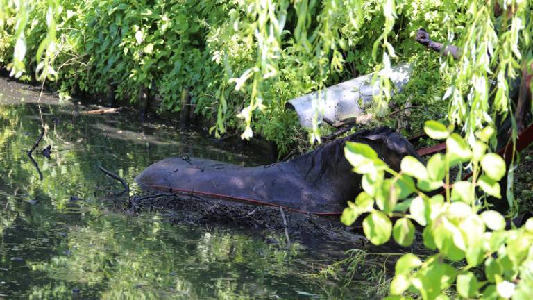 Paard bevrijd uit sloot Megen