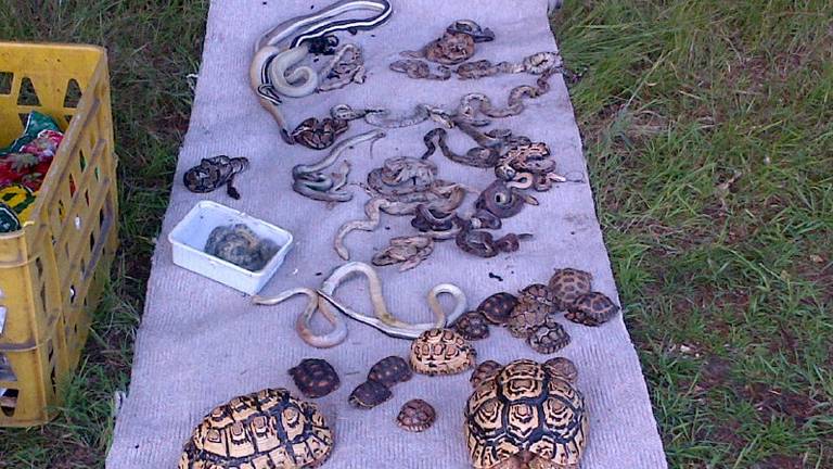 De gedumpte dode dieren (foto: politie)