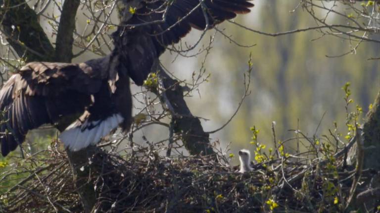 Spectaculaire beelden: Moeder zeearend terug op het nest