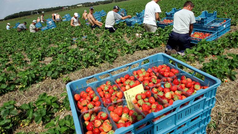 Zundert heeft de meeste seizoensarbeiders van Nederland (Foto: ANP)