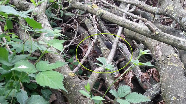 Het derde kitten zat hier in het kreupelhout. (Foto: Janneke van Gorcum).
