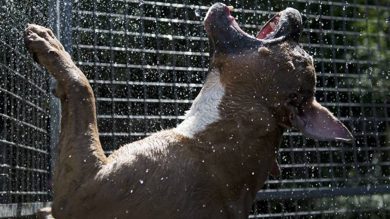 Woede over blaffende honden (archieffoto: ANP)